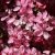 Paradisæble Freja i blomst - rødbladet paradisæble 250-300 cm