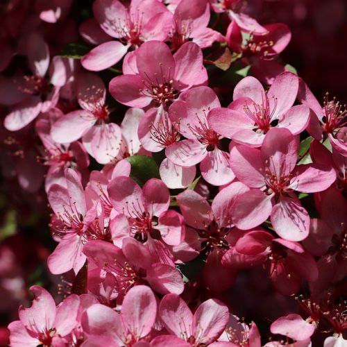 Paradisæble Freja i blomst - rødbladet paradisæble som busk 125-150 cm