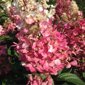 Syrenhortensia - Hydrangea paniculata 'Pinky Winky' toppodet på 90 cm stamme