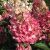 Syrenhortensia - Hydrangea paniculata 'Pinky Winky' toppodet på 90 cm stamme