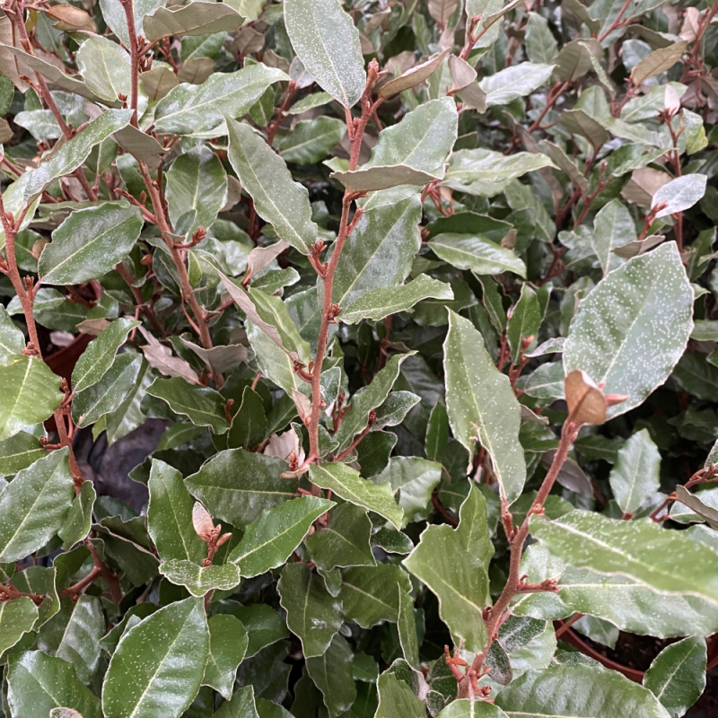 Sølvblad - Elaeagnus x ebbingei ´Compacta´ Toppodet 150 cm stamme