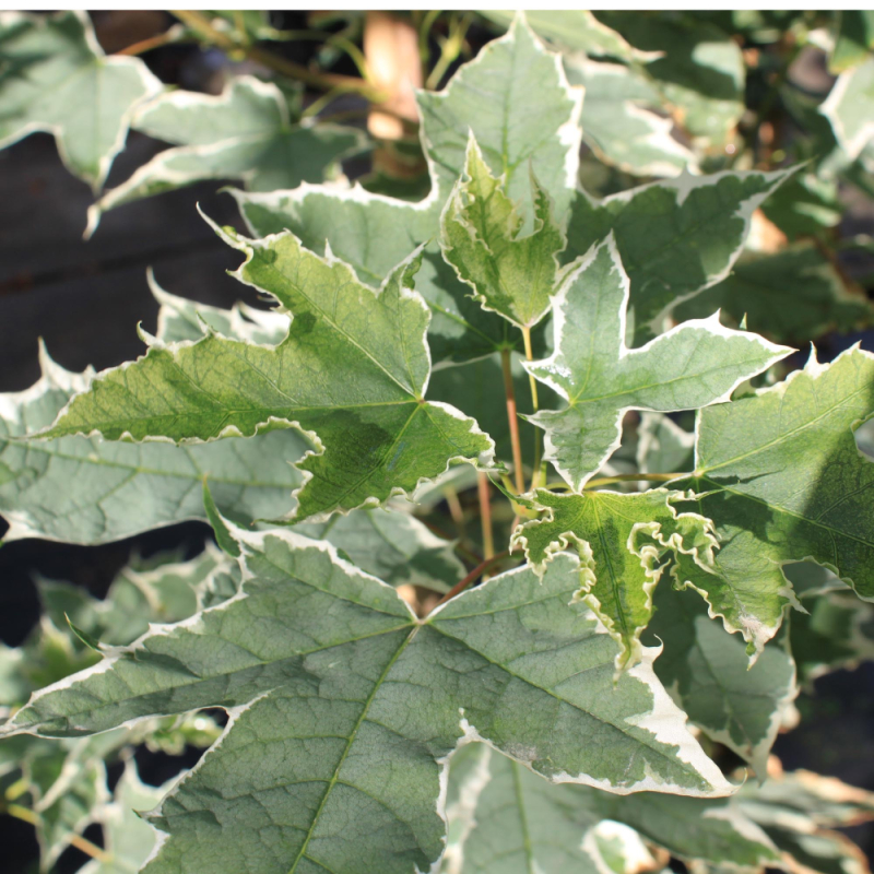 Brogbladet Spidsløn - Acer platanoides ´Drummondii´ 250-300 cm
