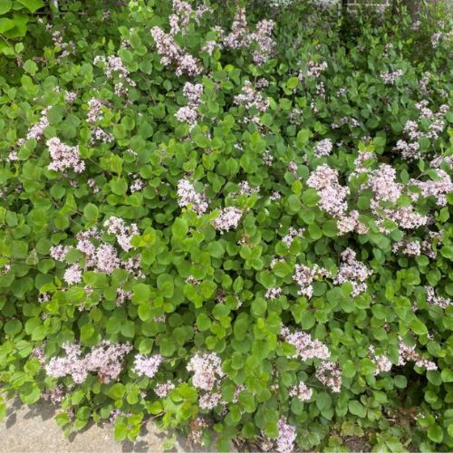 Dværgsyren - Syringa meyeri 'Palibin' buskformet 40-60 cm