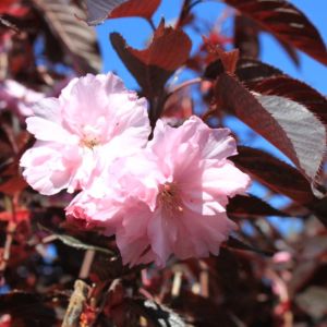 Rødbladet Japansk Kirsebær - Prunus serrulata 'Royal Burgundy' toppodet 200 cm stamme