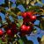Paradisæble - Malus 'Red Sentinel' 200-250 cm