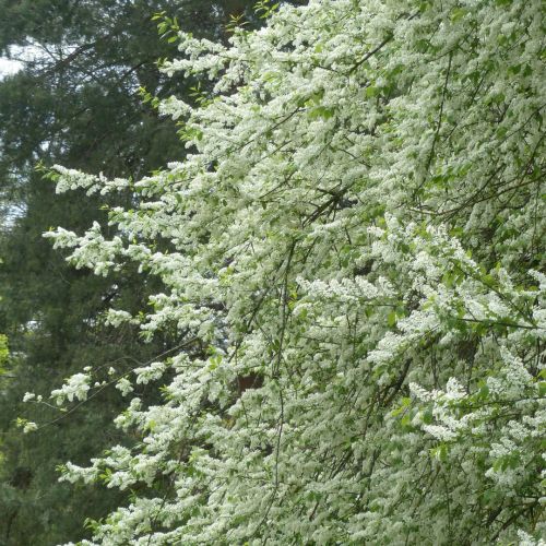 Almindelig Hæg - Prunus padus i fuldt flor