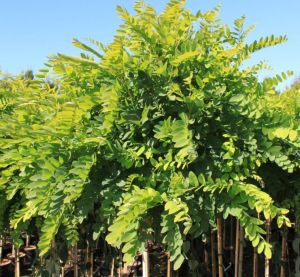 Kugleakacie - Robinia pseudoacacia Umbraculifera 150 cm stammehøjde