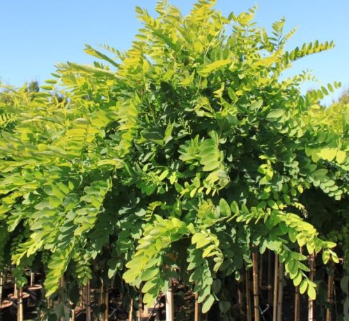 Kugleakacie - Robinia pseudoacacia Umbraculifera 150 cm stammehøjde