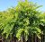 Kugleakacie - Robinia pseudoacacia Umbraculifera 150 cm stammehøjde