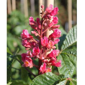 Rød Hestekastanie - Aesculus carnea 'Briotii' blomst