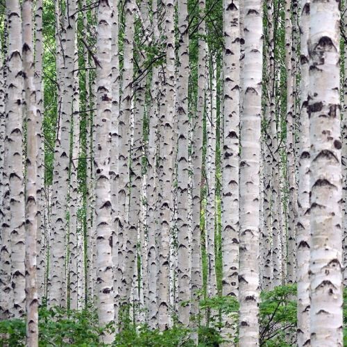 Himalayabirk - Betula utilis