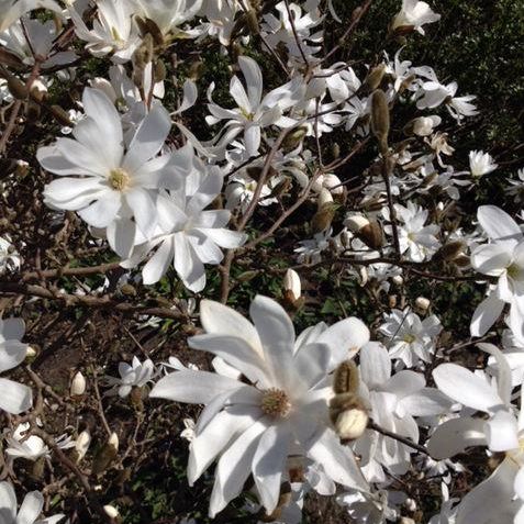 Stjernemagnolie - Magnolia stellata i blomst