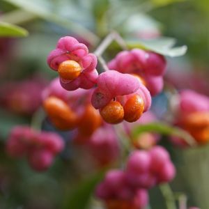 Frugter på Euonymus alatus Compactus