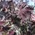 Rødbladet Spidsløn, Acer platanoides Crimson Sentry, bundpodet prydtræ med dybt purpurrødt løv