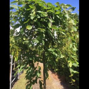 Hænge Avnbøg - Carpinus betulus 'Pendula' toppodet 200 cm stamme