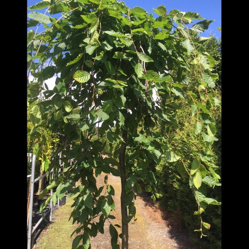 Hænge Avnbøg - Carpinus betulus 'Pendula' toppodet 200 cm stamme
