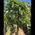 Hænge Avnbøg - Carpinus betulus 'Pendula' toppodet 200 cm stamme