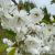 Prydkirsebær - Prunus avium 'Plena' - Fyldte hvide blomster