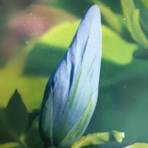 Blomsterknop på Agurkemagnolie Blue Opal i blå og grønne toner