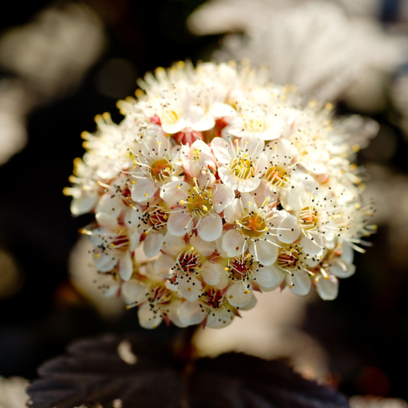 Blærespiræa - Physocarpus opulifolius ´Diabolo´ Toppodet 180 cm stamme