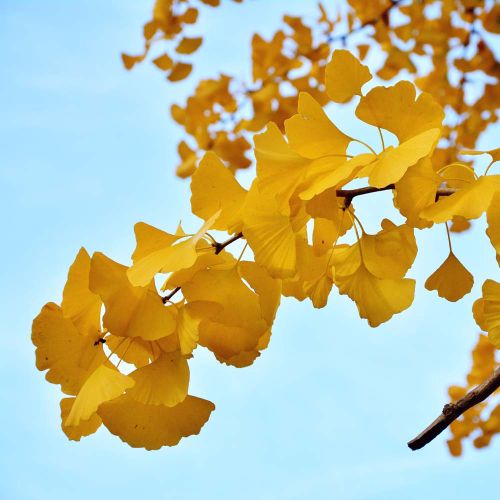 Opstammet Søjle Tempeltræ 'Fastigiata Blagon' - Ginkgo biloba med høstfarve