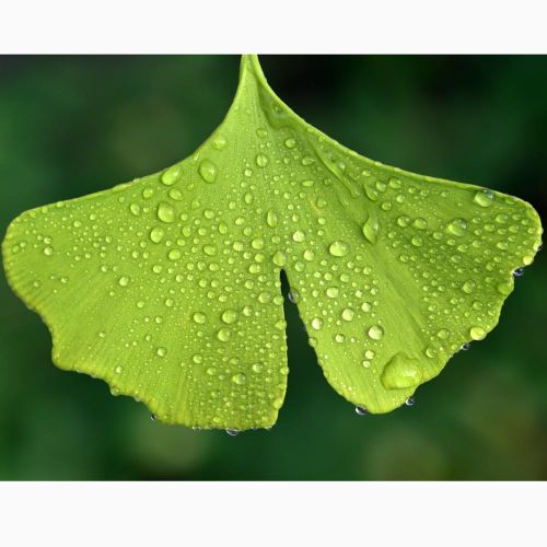 Opstammet Søjle Tempeltræ 'Fastigiata Blagon' - Ginkgo biloba, blad