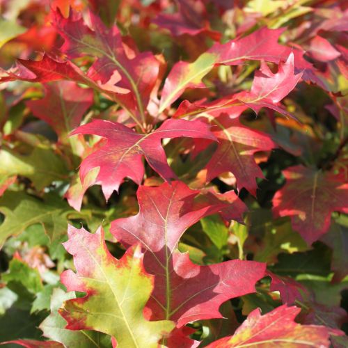 Kugle Sump-Eg - Quercus palustris 'Green Dwarf' toppodet 180 cm stamme