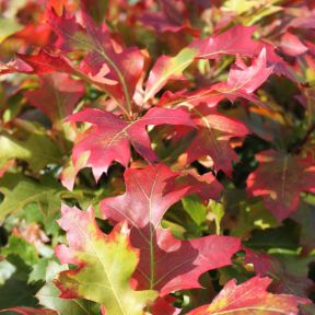 Kugle Sump-Eg - Quercus palustris 'Green Dwarf' busk 80-100 cm