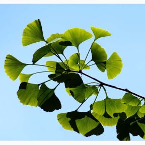 Tempeltræ - Ginkgo biloba