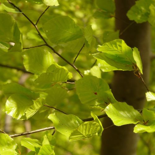 Bøg, Fagus sylvatica, grønt løv