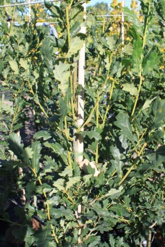 Søjle Eg - Quercus robur 'Fastigiata Koster', løv