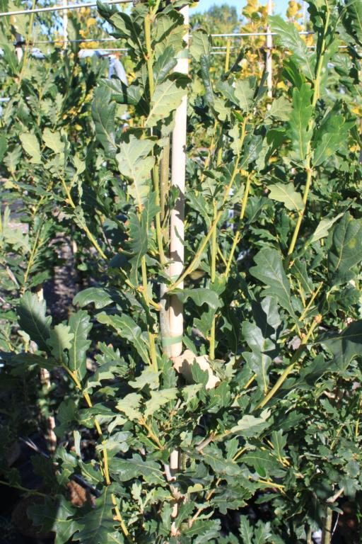 Søjle Eg - Quercus robur ´Fastigiata Koster´ 175-200 cm