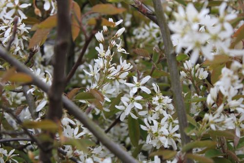 Bærmispel - Amelanchier canadensis