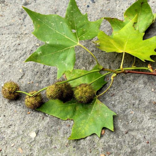 Platan - Platanus x hispanica, blad og frugt