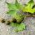 Platan - Platanus x hispanica, blad og frugt