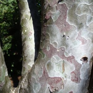 Platan - Platanus x hispanica, den flagede bark