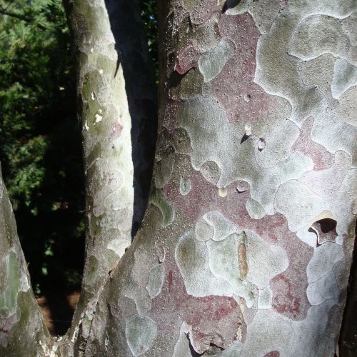 Platan - Platanus x hispanica, den flagede bark