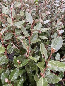 Sølvblad - Elaeagnus x ebbingei, løv med sølvgrå underside