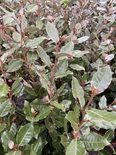 Sølvblad - Elaeagnus x ebbingei, løv med sølvgrå underside