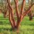 Tibetansk Kirsebær - Prunus serrula bark