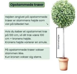 Sådan måles stammehøjden på et opstammet træ. Den angivne højde er stammens højde, kronen kommer oveni.