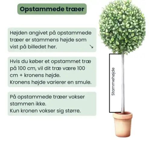 Sådan måles stammehøjden på et opstammet træ. Den angivne højde er stammens højde, kronen kommer oveni.