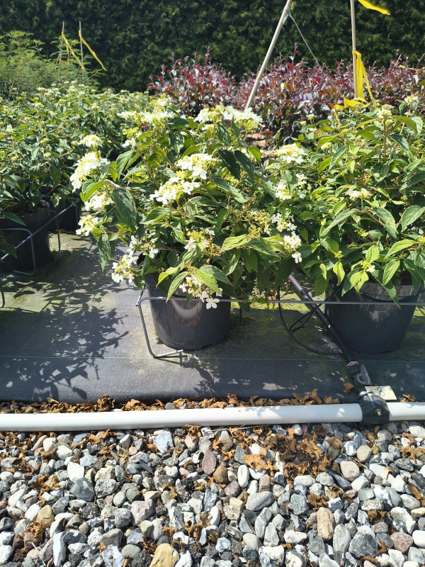 Japansk Snebolle - Viburnum plicatum ´Watanabe´ Opstammet 50 cm stamme