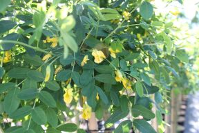 Hængende ærtetræ Caragana arborescens 'Pendula' med hængende krone på stamme