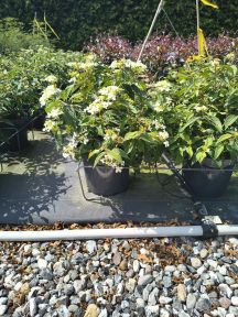 Japansk Snebolle - Viburnum plicatum 'Watanabe'
