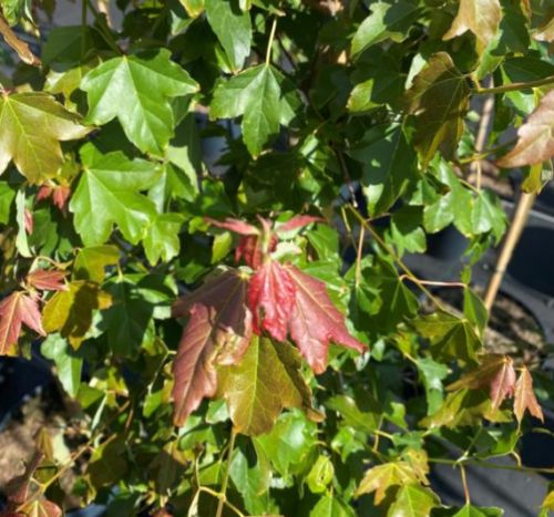 Acer buergerianum