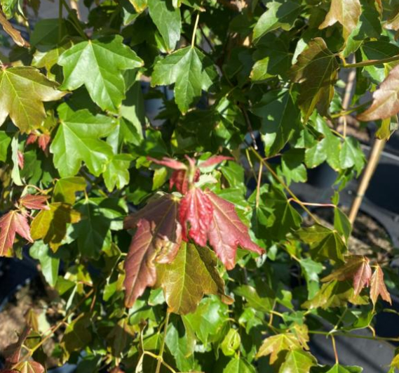 Trekløverløn - Acer buergerianum 175-200 cm