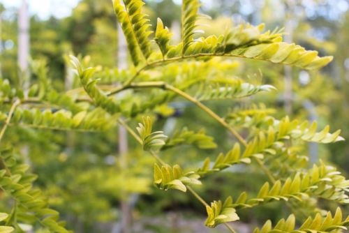 Tretorn Gleditsia triacanthos 'Sunburst' med gulgrønt fjersnitdelt løv