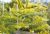 Tretorn Gleditsia triacanthos 'Sunburst' med gulgrønt fjersnitdelt løv