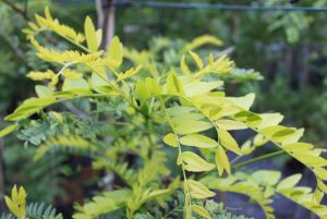 Tretorn Gleditsia triacanthos 'Sunburst' med gulgrønt fjersnitdelt løv